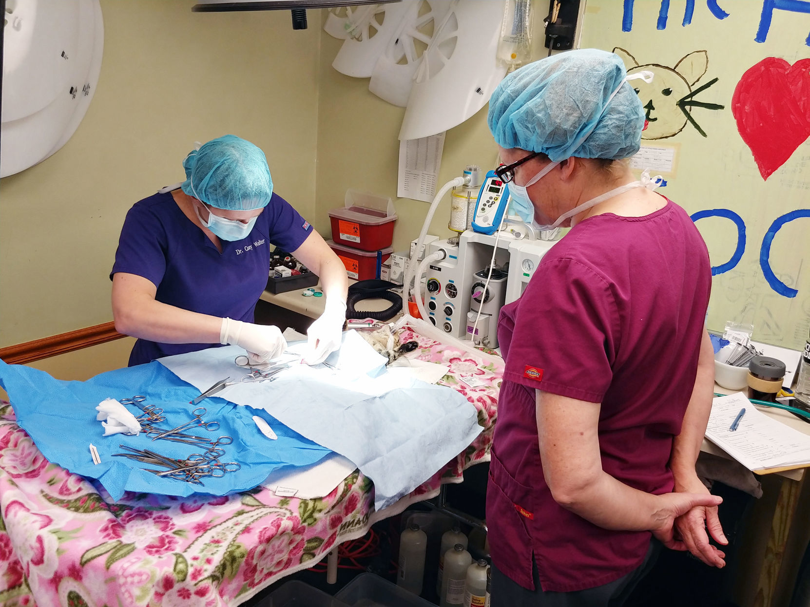 Sauk County vet operates on cat